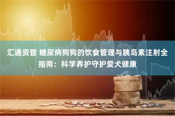 汇通资管 糖尿病狗狗的饮食管理与胰岛素注射全指南：科学养护守护爱犬健康